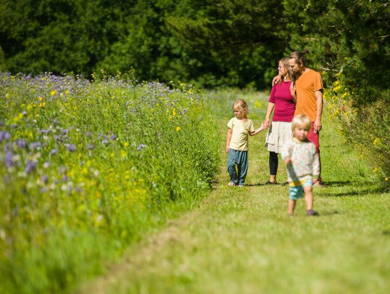 Familie på fire på gåtur på trampesti langs med blomstermark