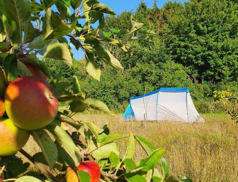 Lille telt slået op i æblelunden på camperplads tæt ved Billund